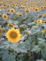 ひまわり (1).jpg