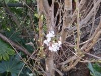 萩　三見 (1).JPG